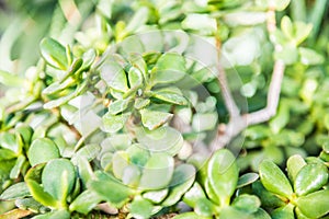 Jade plant, crassula portulacea