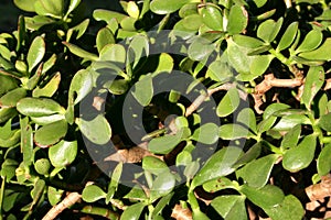 Jade Plant detail 2