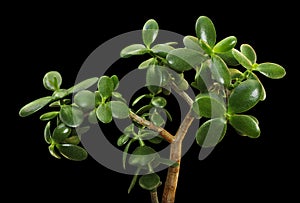 Jade plant with green leaf on black background