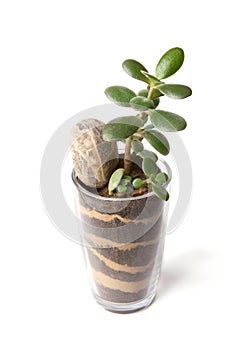 Jade plant growing in glass cup isolated on white background.