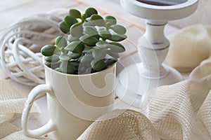 Jade plant growing in white cup on white wooden background. Succulent houseplant, crassula ovata, commonly known as jade plant,