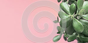 Jade Plant Money Tree in White Pot on Trendy Cold Pink Bright Background. Urban Jungles Interior Decoration House plants Concept