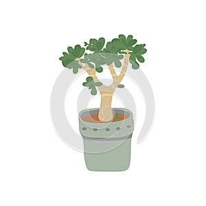 Jade Plant . Pot plant. Houseplant isolated on white background. Vector illustration in hand drawn flat