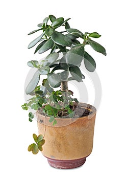 Jade plant, a pot on a white background, isolated