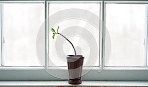 Jade plant in window