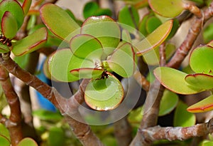 Jade: Stunning Succulents