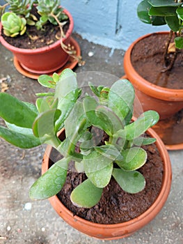 Jade succulant green plant in a pot