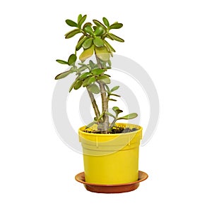 Jade tree Isolated on white background. Jade tree care concept