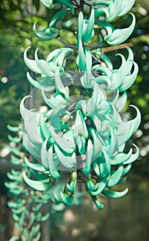 Jade vine