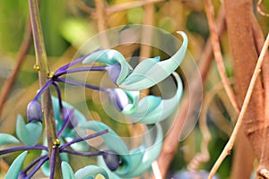 Jade vine (Strongylodon macrobotrys)