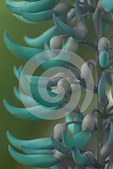 Jade vine Strongylodon macrobotrys, close-up of budding turquoise flowers photo