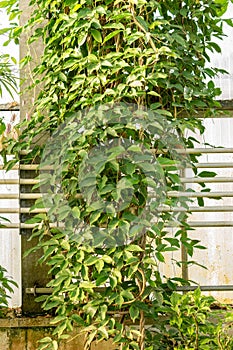 Jade vine or Strongylodon Macrobotrys plant in Saint Gallen in Switzerland