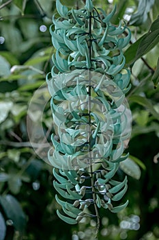 Jade vine Strongylodon macrobotrys, raceme of turquoise flowers photo