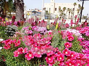 Jaffa, in Hebrew Yafo. and also called Japho or Joppa, the southern and oldest part of Tel Aviv-Yafo