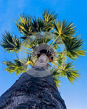Jaffna sri lanka - palmyra palm tree - Blue sky