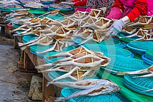 Jagalchi Market - fish market in Pusan Busan, South Korea - amazing variety of fish, clams, etc