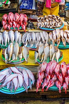 Jagalchi Market - fish market in Pusan Busan, South Korea - amazing variety of fish, clams, etc