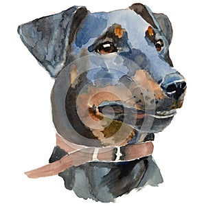 Jagd terrier dog portrait