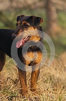 Jagd Terrier or German Hunting Terrier Dog
