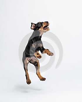 Jagdterrier puppy jump up with open mouth. Portrait of flying puppy in the studio on white background. Pet jumping up