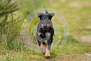 Jagdterrier in a summer meadow