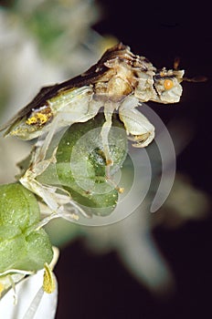 Jagged Ambush Bug