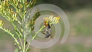 Jagged Ambush Bug capturing a bumble bee