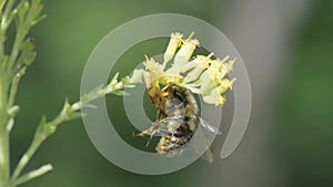 Jagged Ambush Bug capturing a bumble bee