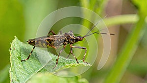 Jagged Ambush Bug on a Leaf