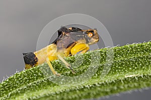 Jagged Ambush Bug perched on a leaf