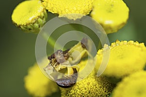 Jagged Ambush Bug, Phymata Americana, preying on a shining flower beetle, Phalacridae