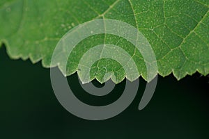 Jagged edge of green leaf of living plant. Macro photography