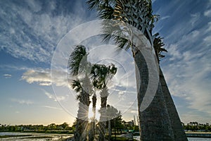 A jagged line of palm trees blowing back ward from the forceful winds ahead in the middle of golden hour when the sun is close to