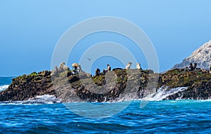 A jagged rock with sea lions sticking out of the waves at the Farallons.