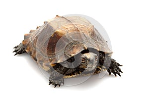 Jagged shell box turtle