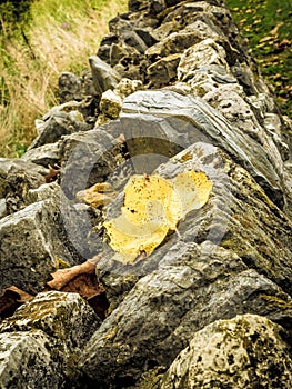 Jagged Stone Wall with Yellow Leaf