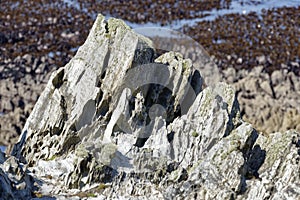 Jagged vertical Outcrop of Morte Slate