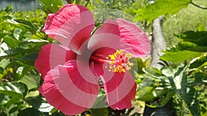 A Jaggery flower with red petals
