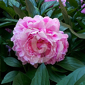 The Jagiellonian University in Krakow Poland. Peonies in one of the Gardens