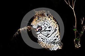 Jaguar