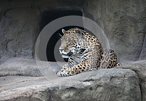 Jaguar