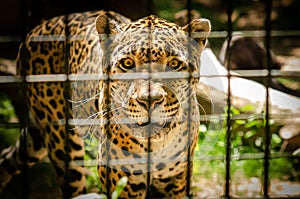 Jaguar