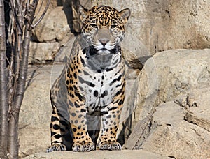 Jaguar