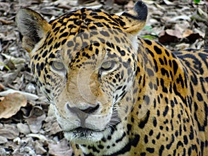 Jaguar