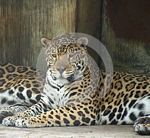 The jaguar