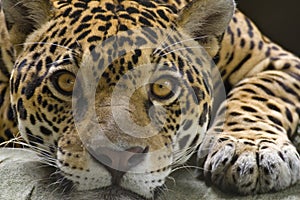 Jaguar photo