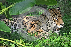 A Jaguar in the Amazon rain forest. Iquitos, Peru photo