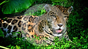 A Jaguar in the Amazon rain forest. Iquitos, Peru photo