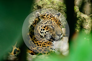 Jaguar photo