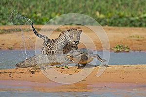 Jaguar attacking cayman